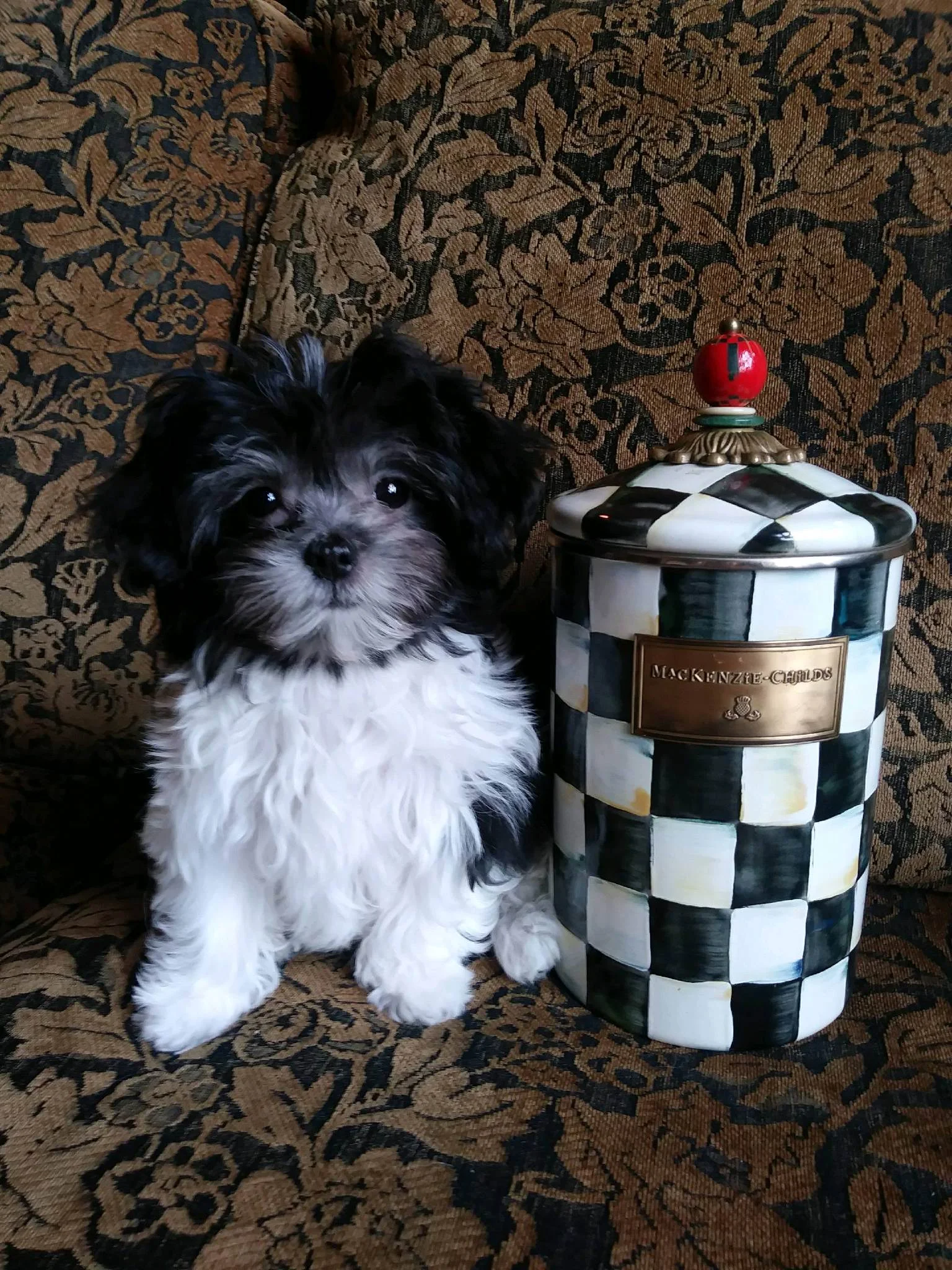 pika with black container.JPG