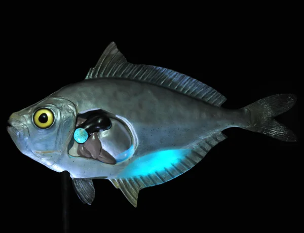 Ponyfish.jpg