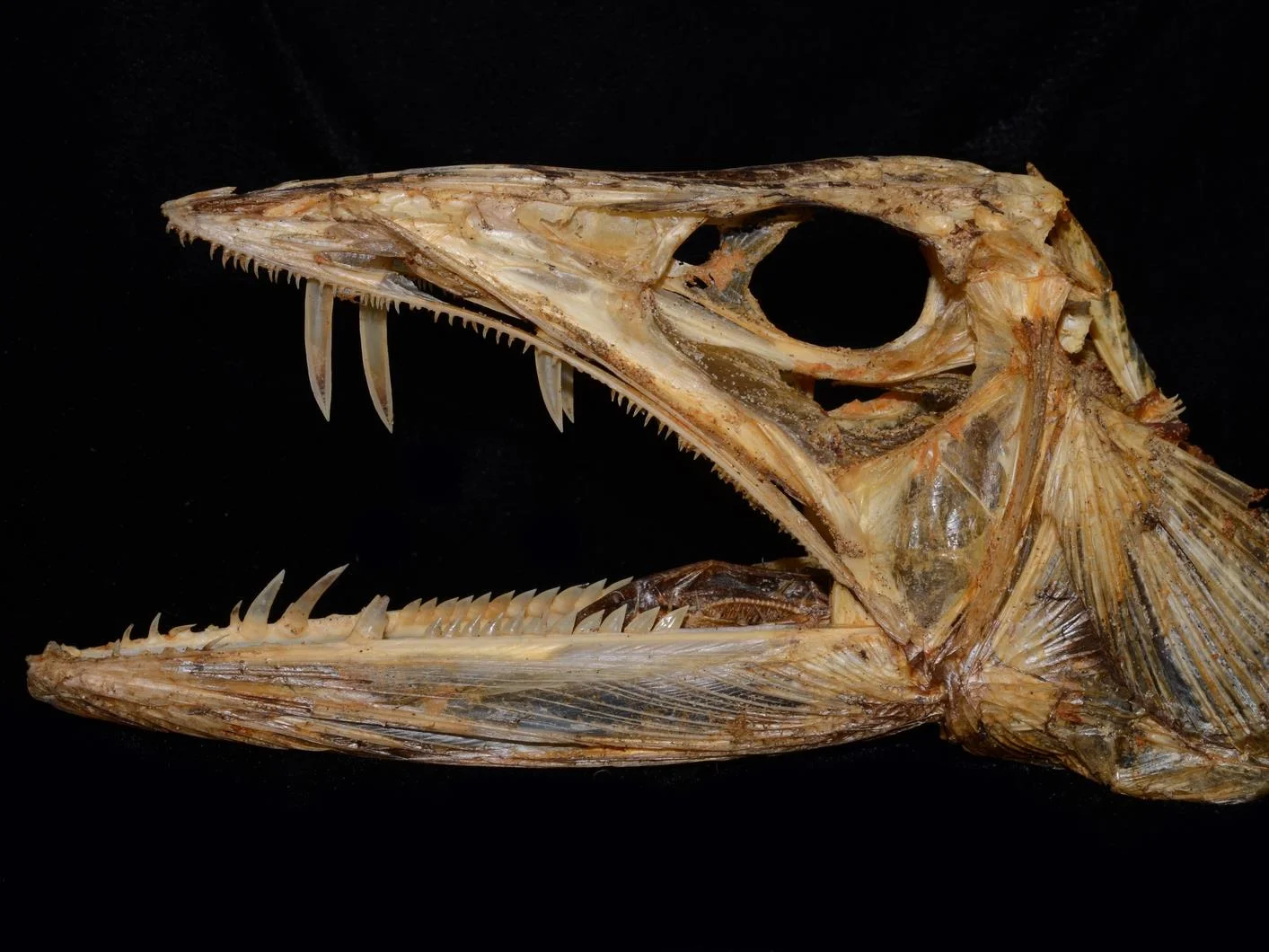 Alepisaurus (lancetfish) skull