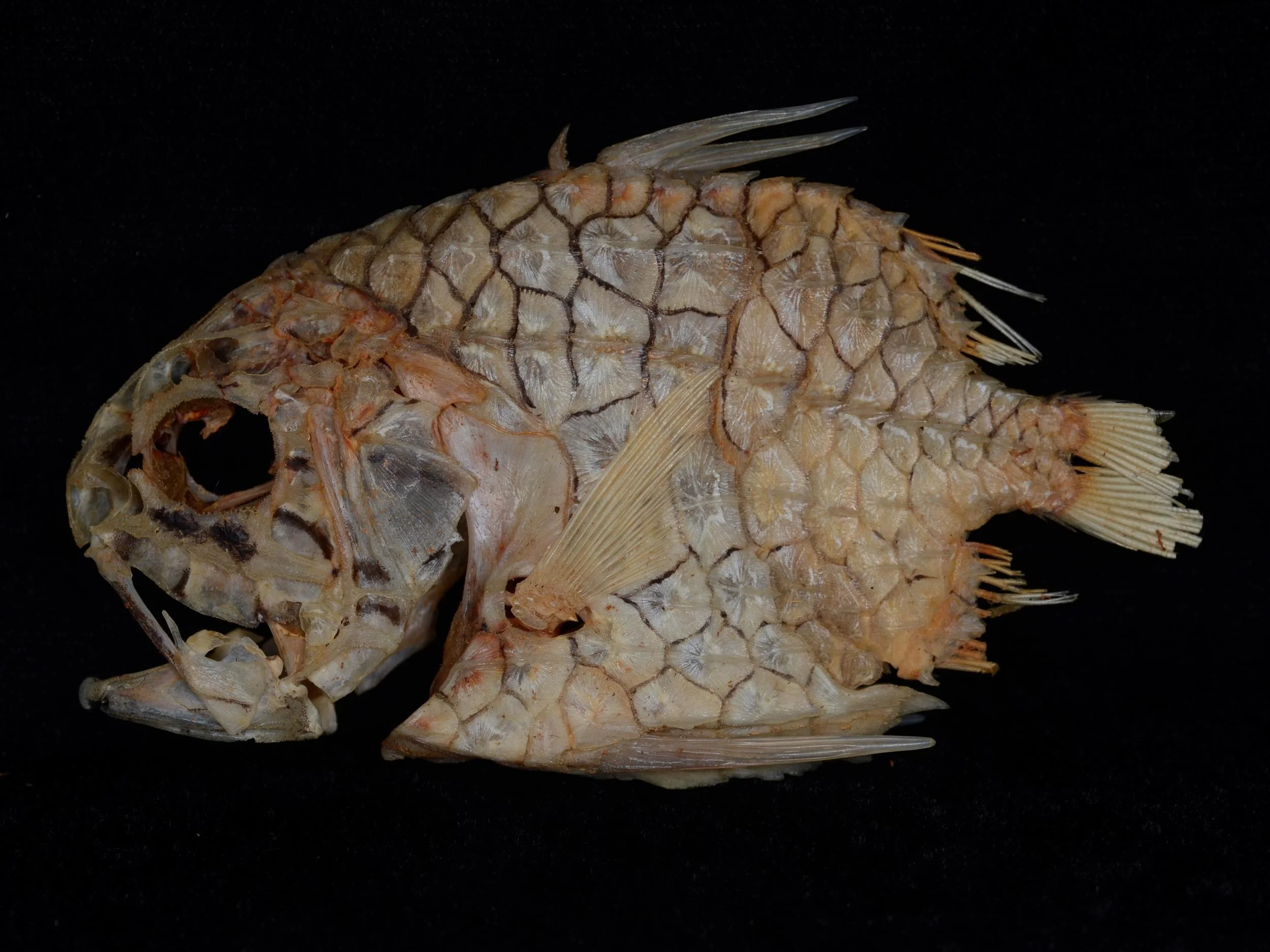 Pinecone Fish Skeleton