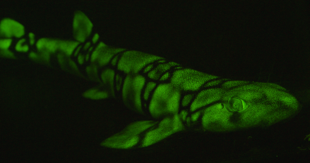 Scyliorhinus retifer fluorescent.jpg