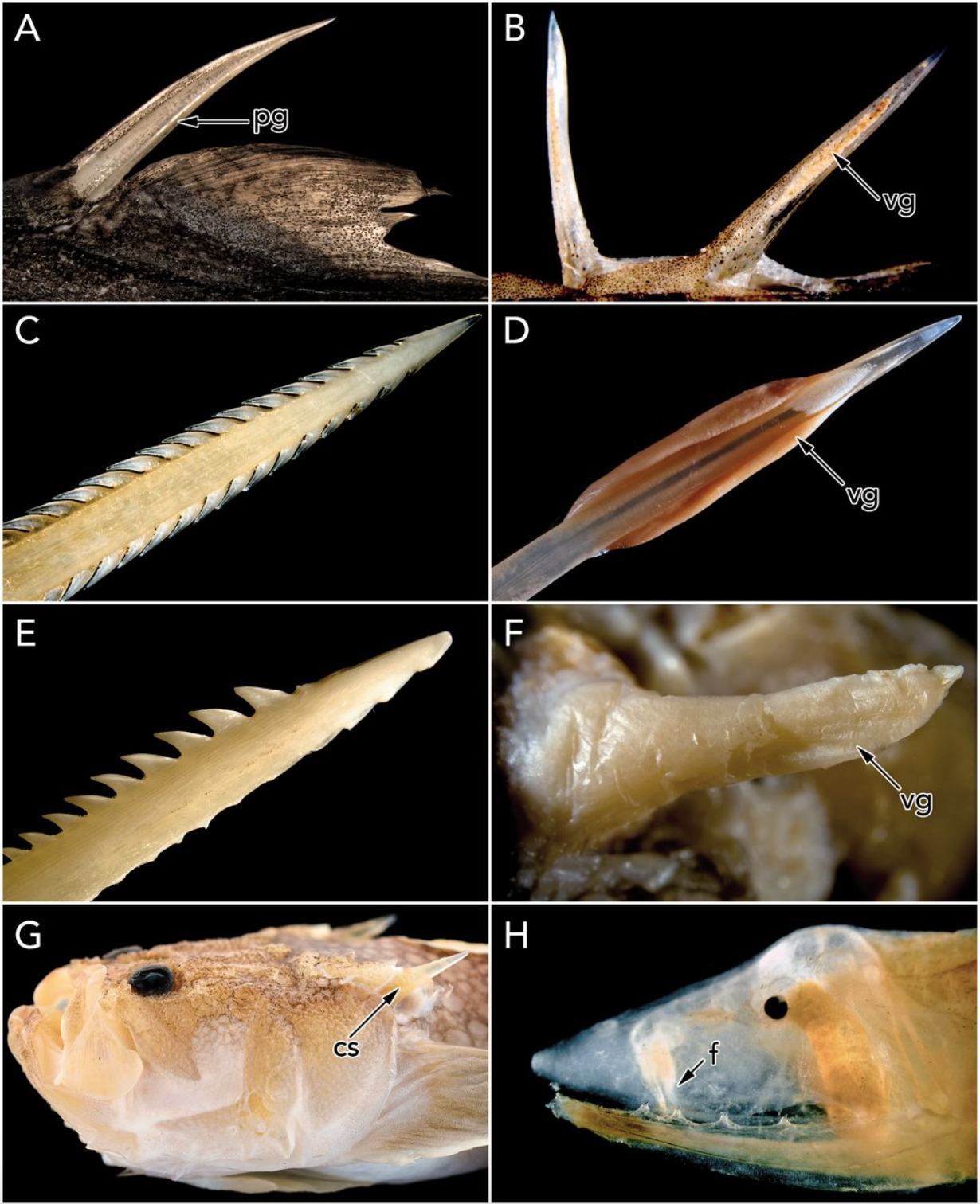 New Paper: Widespread Evolution of Venom in Cartilaginous and Ray-finned  Fishes — Davis Lab
