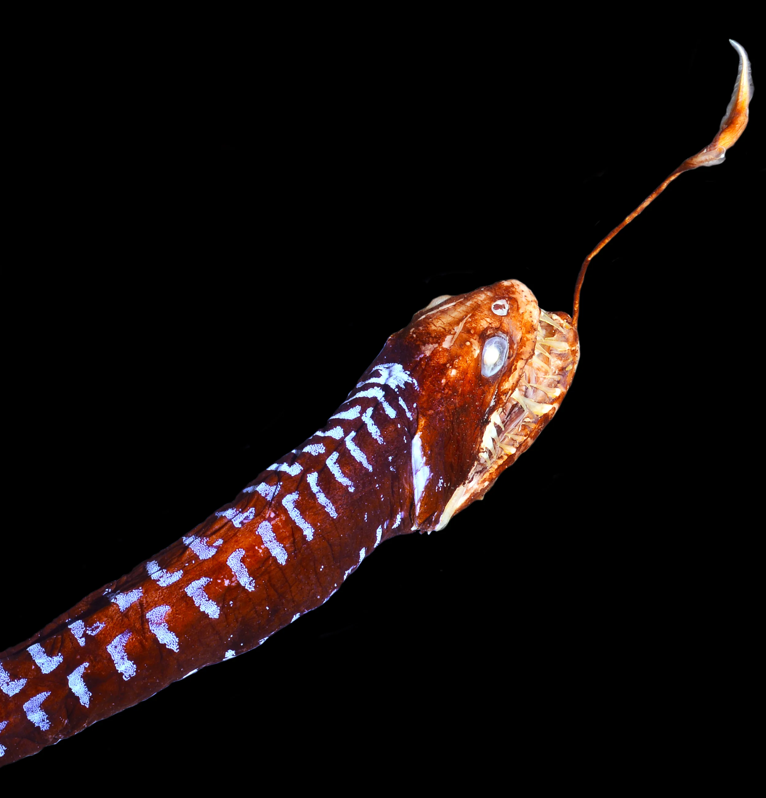 Idiacanthus2.jpg