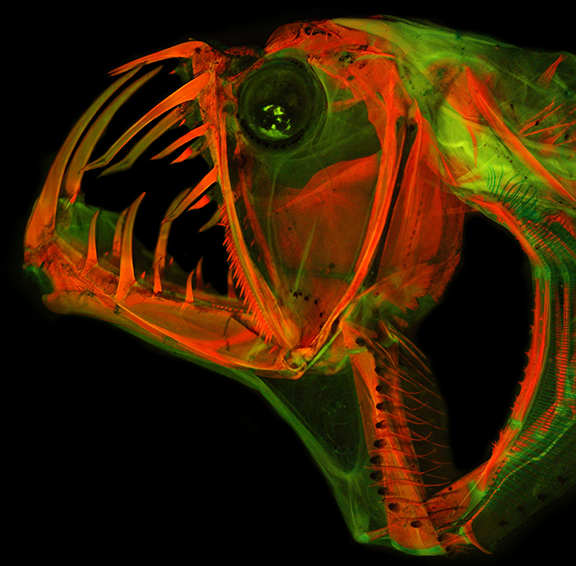 Chauliodus_Photomerge2d.png