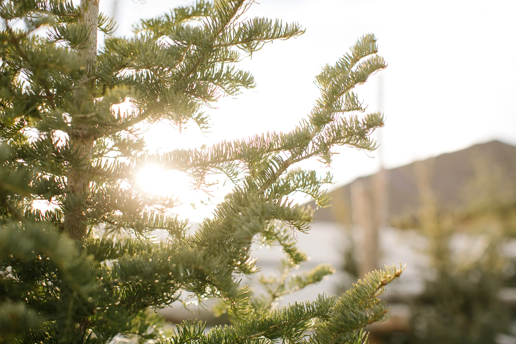 PetersonTrees_JTP2017_002.jpg