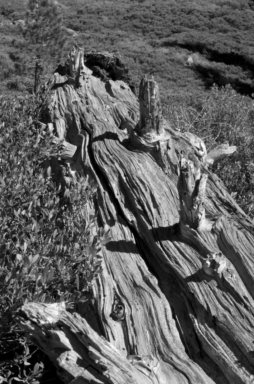 Fallen Log