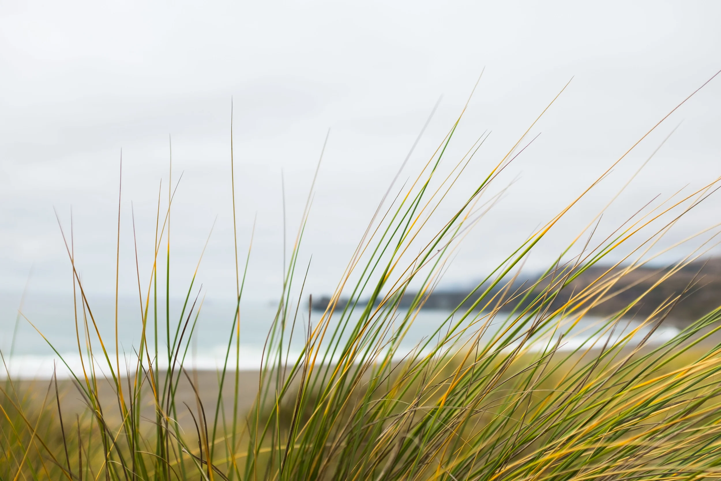 Reeds, Sonoma Coast State Park, California