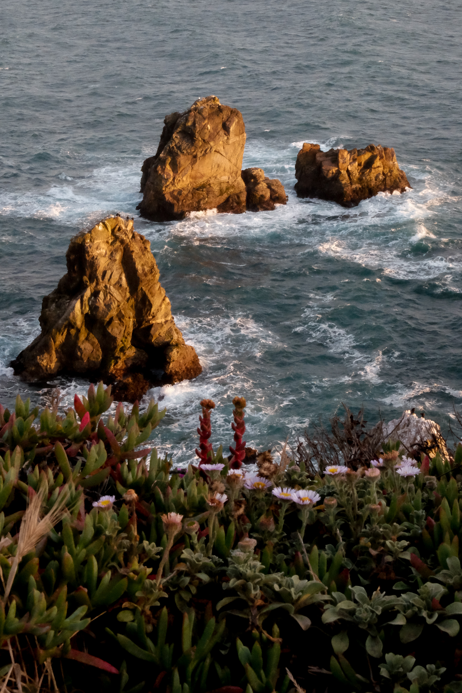Sonoma, California Coast. Bodega Head on 6-20-16, first day of summer.