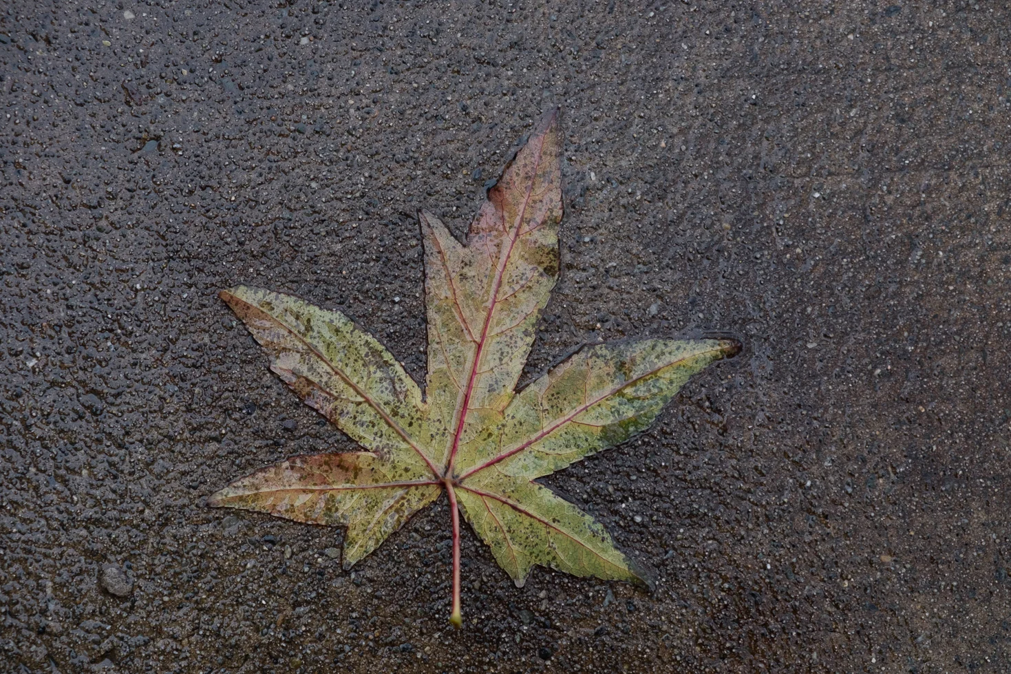 Vancouver-1.jpg