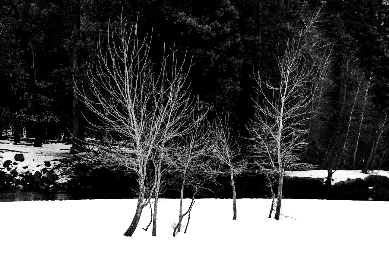 Found these trees along the Merced River in the Yosemite Valley. 
