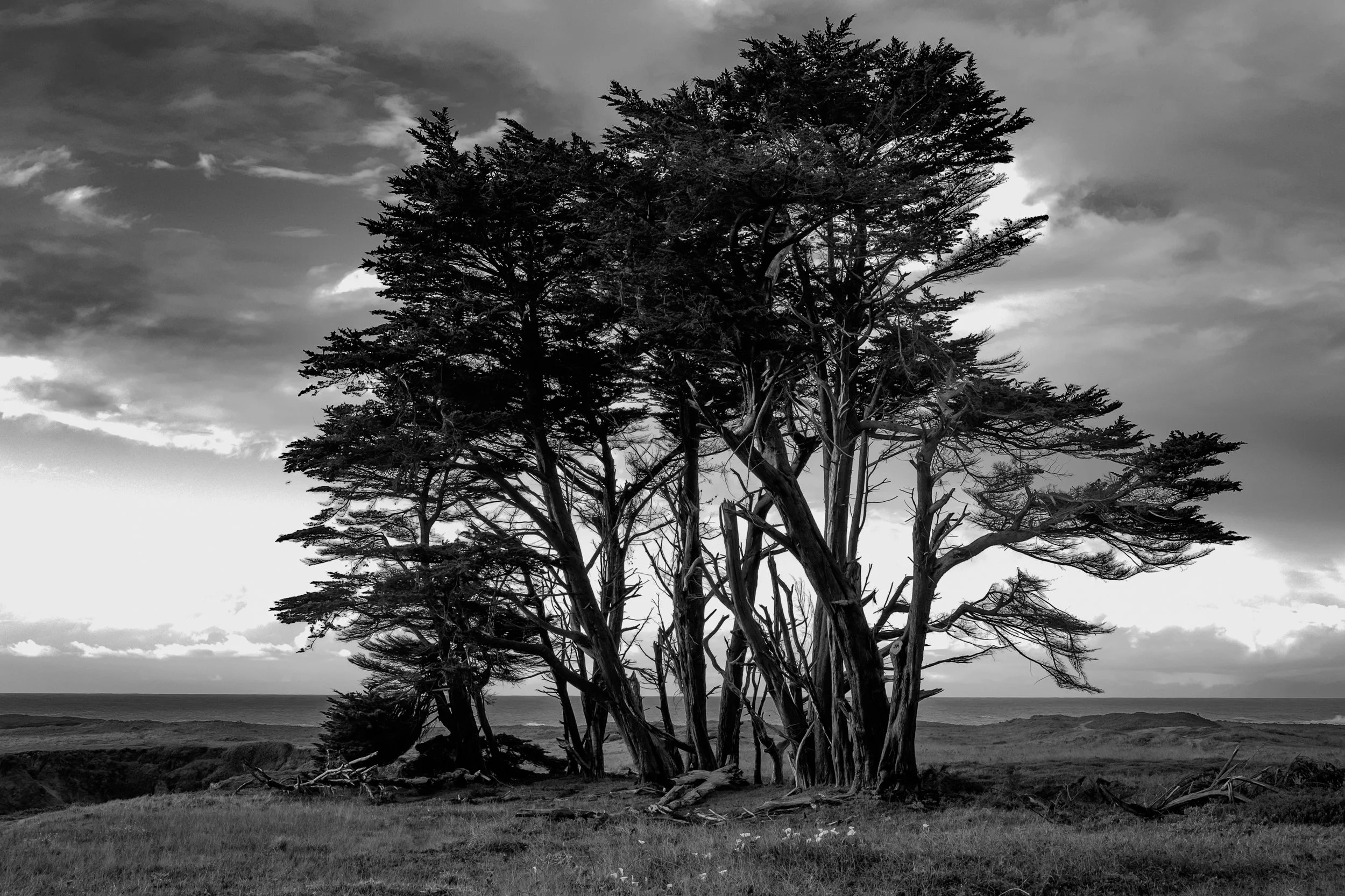 Fort Bragg, CA. Fuji XT1, 18-55 lens. 
