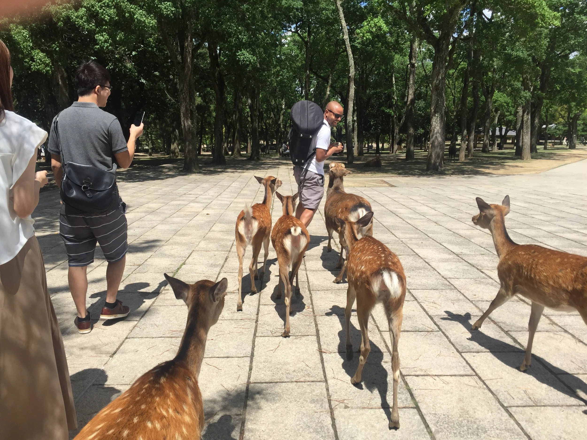 Still not sure how friendly deer are...just glad that there isn't any video of this encounter.