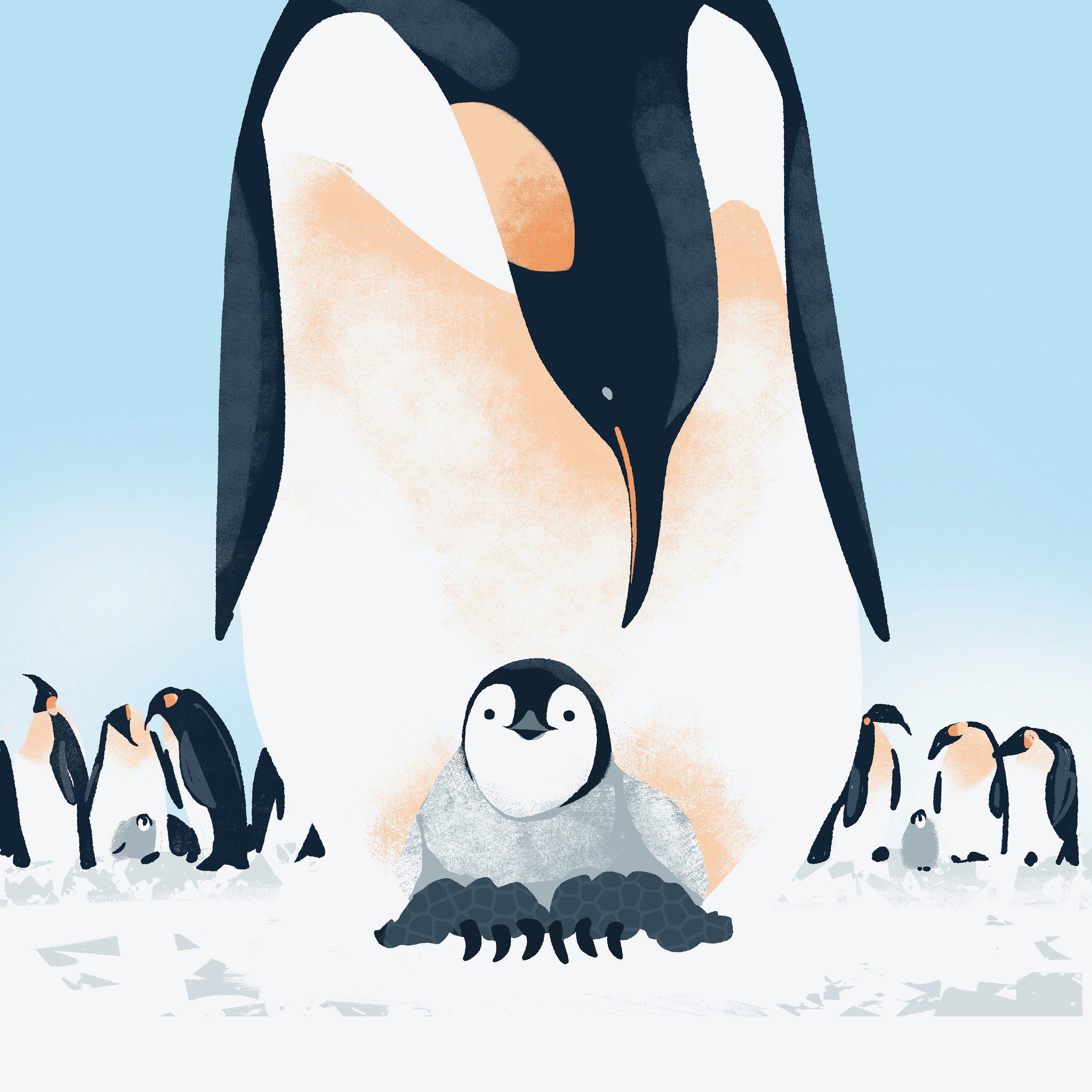 Baby Penguin