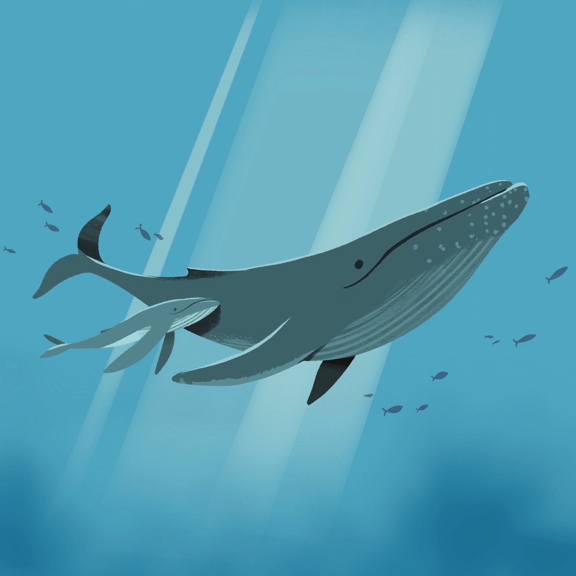 Baby + Mama Whale