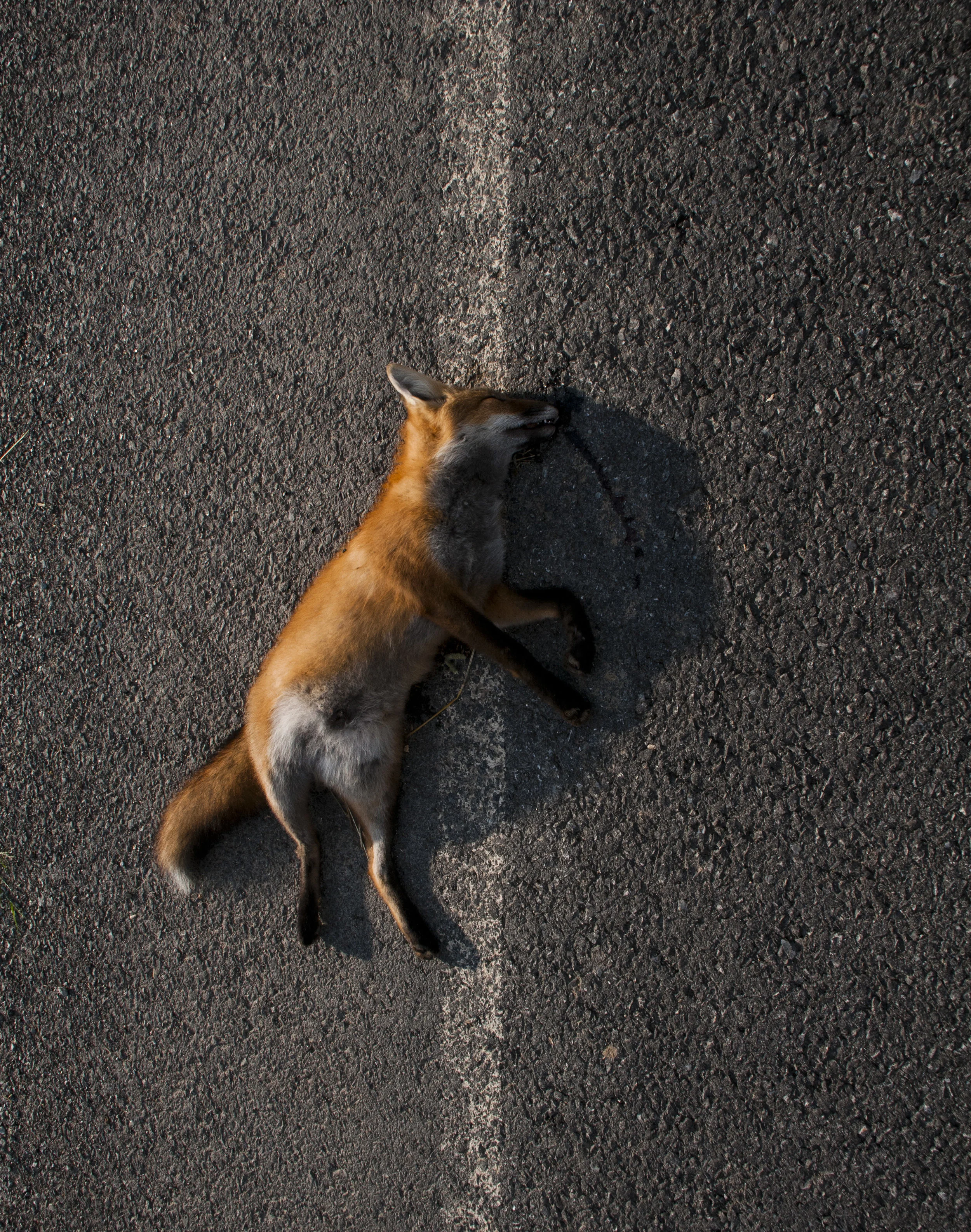 fox.jpg