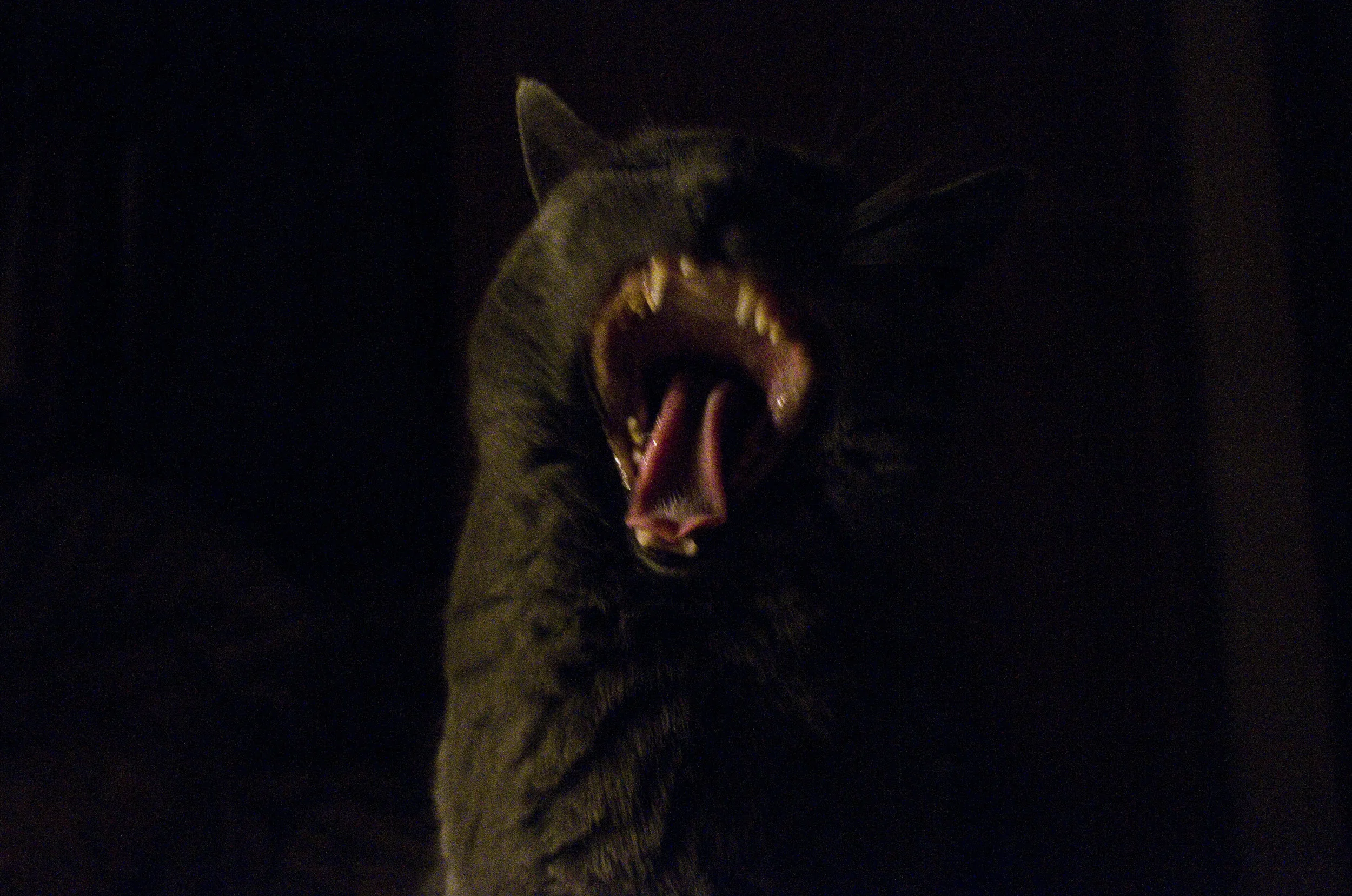 cat.jpg