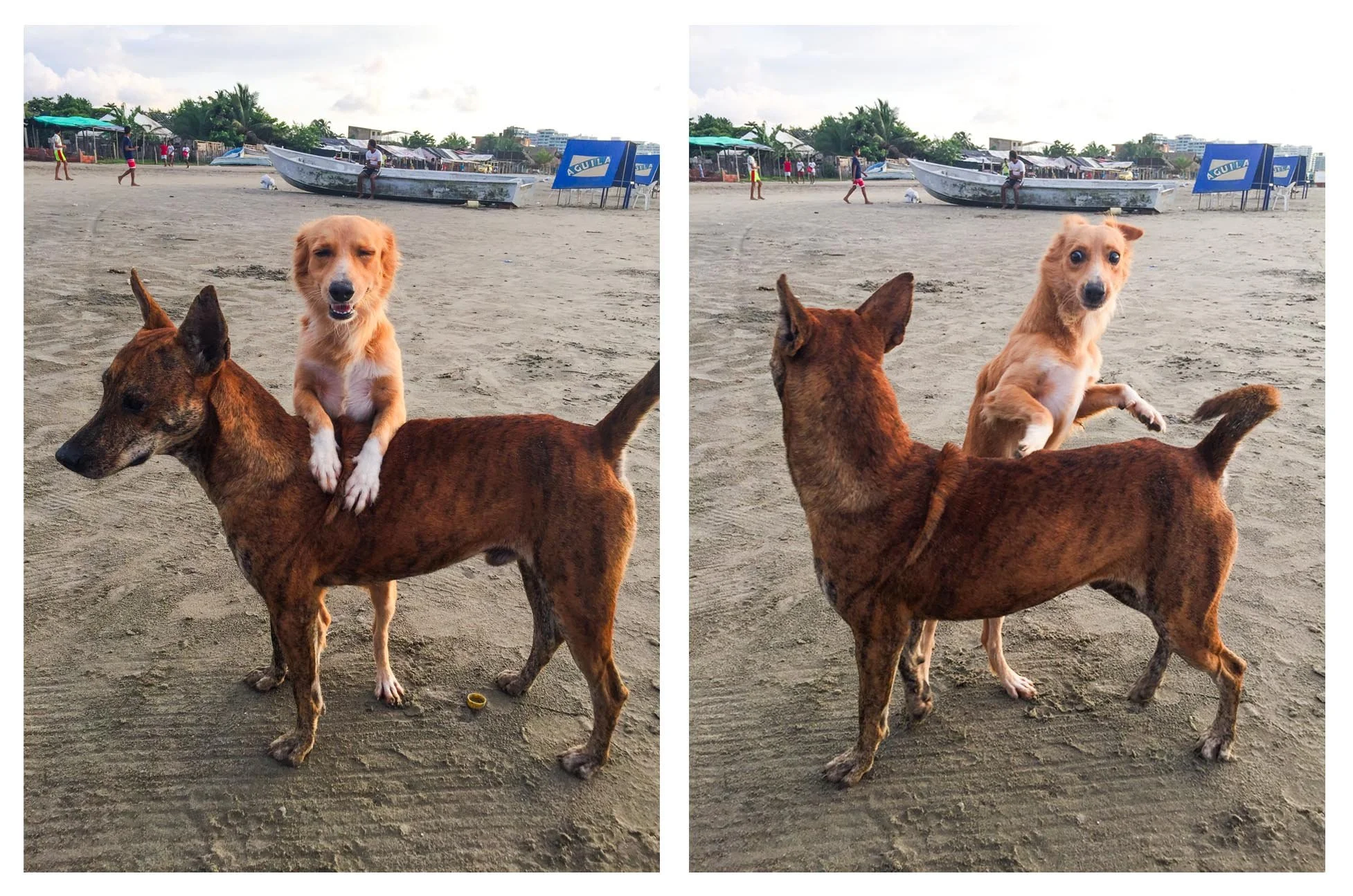 dog.jpg