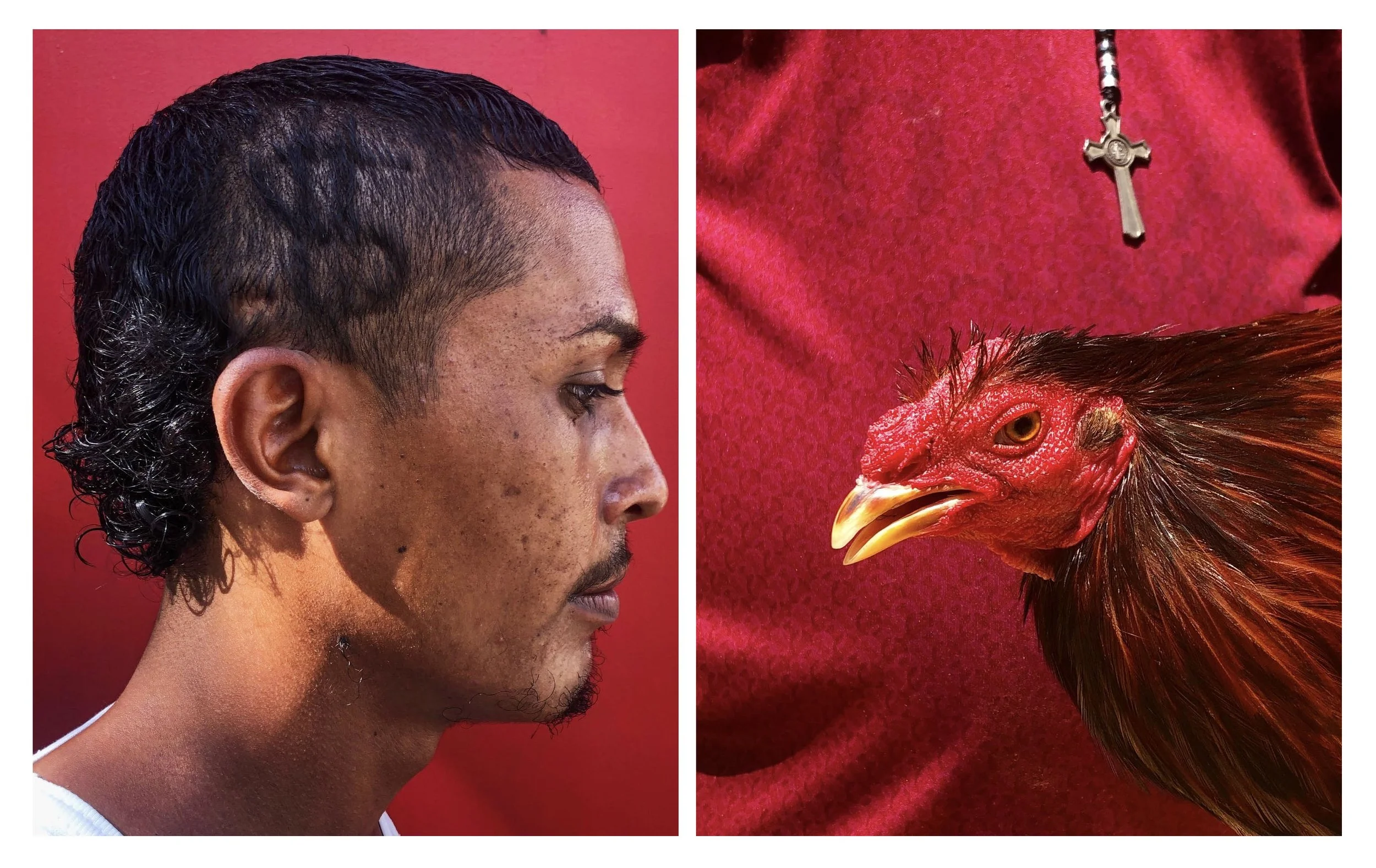 money chicken.jpg