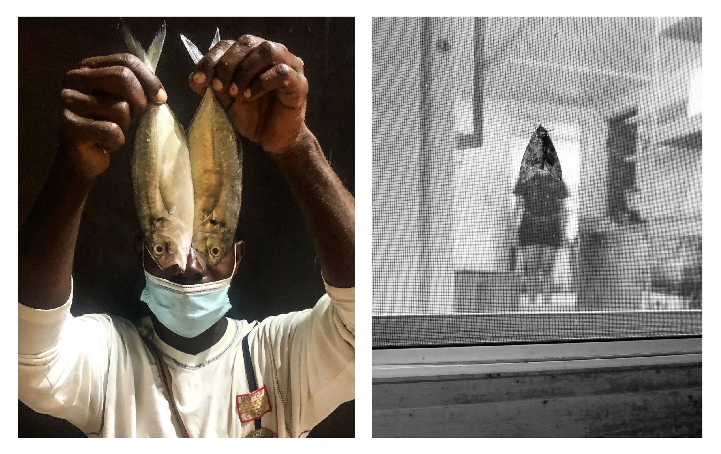 FISH MOTH.jpg