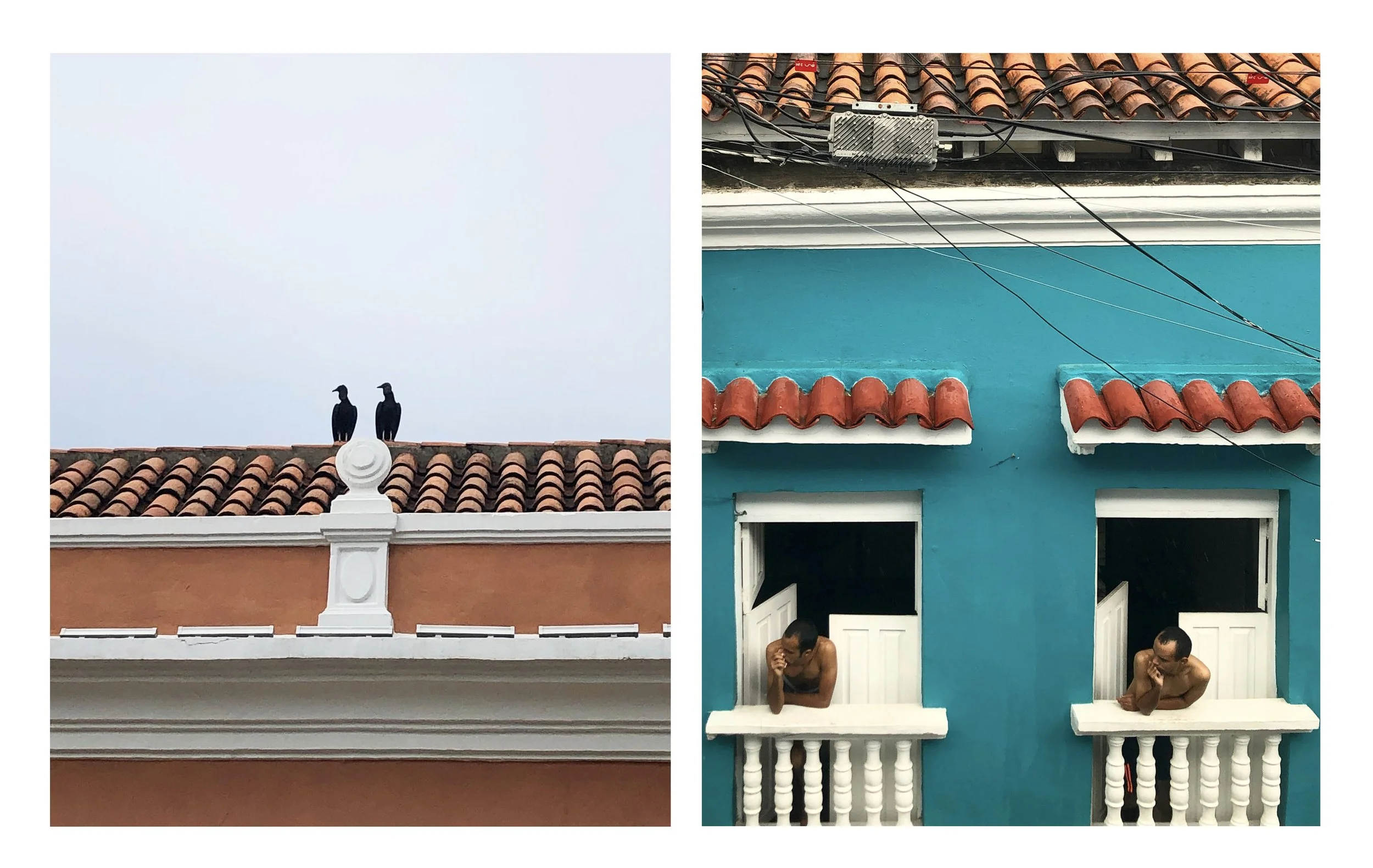 birds twins.jpg