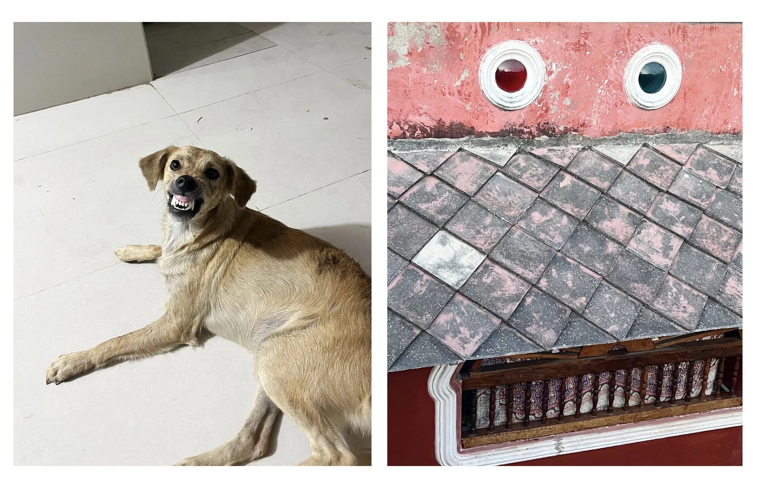 dog wall teeth.jpg