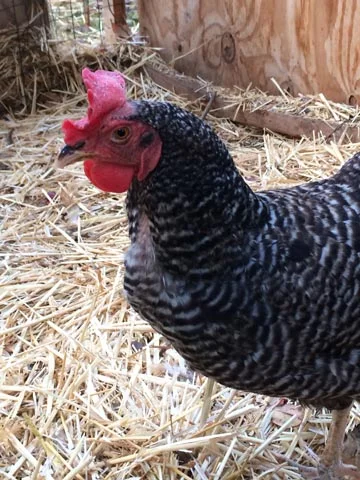 Lenore is still showing signs of her first molting season