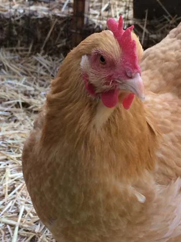 Clementine the chicken