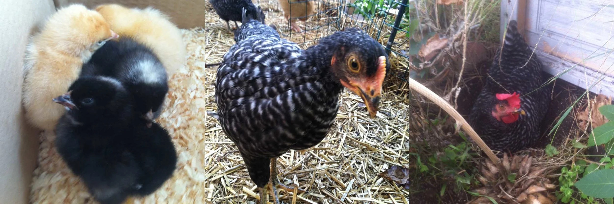 RIP Lenore 3/27/12-3/13/14 Queen of The Pecking Order