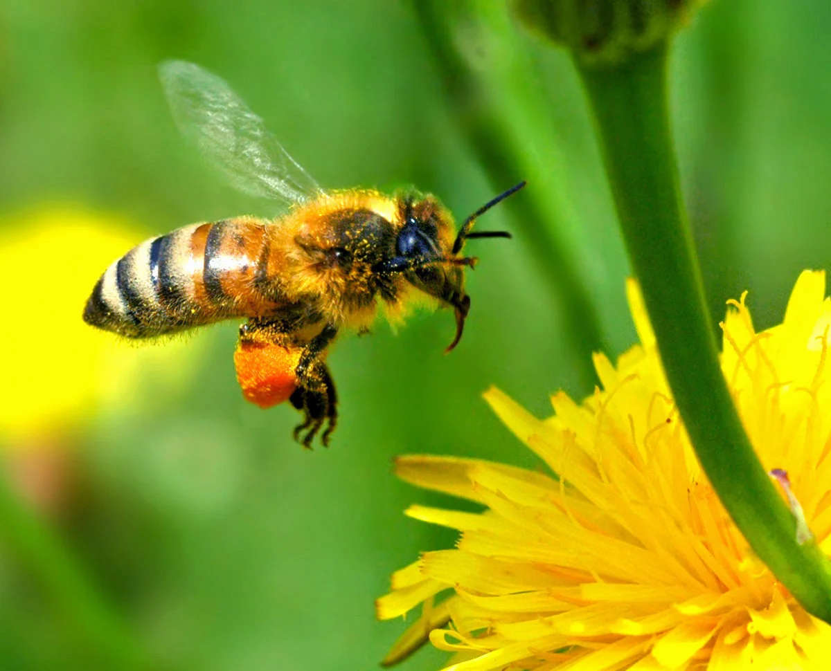 bee.jpg