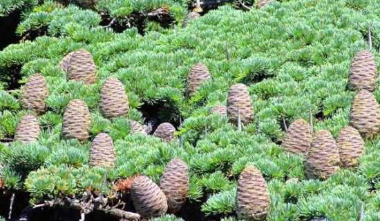 CedarwoodTree.jpeg
