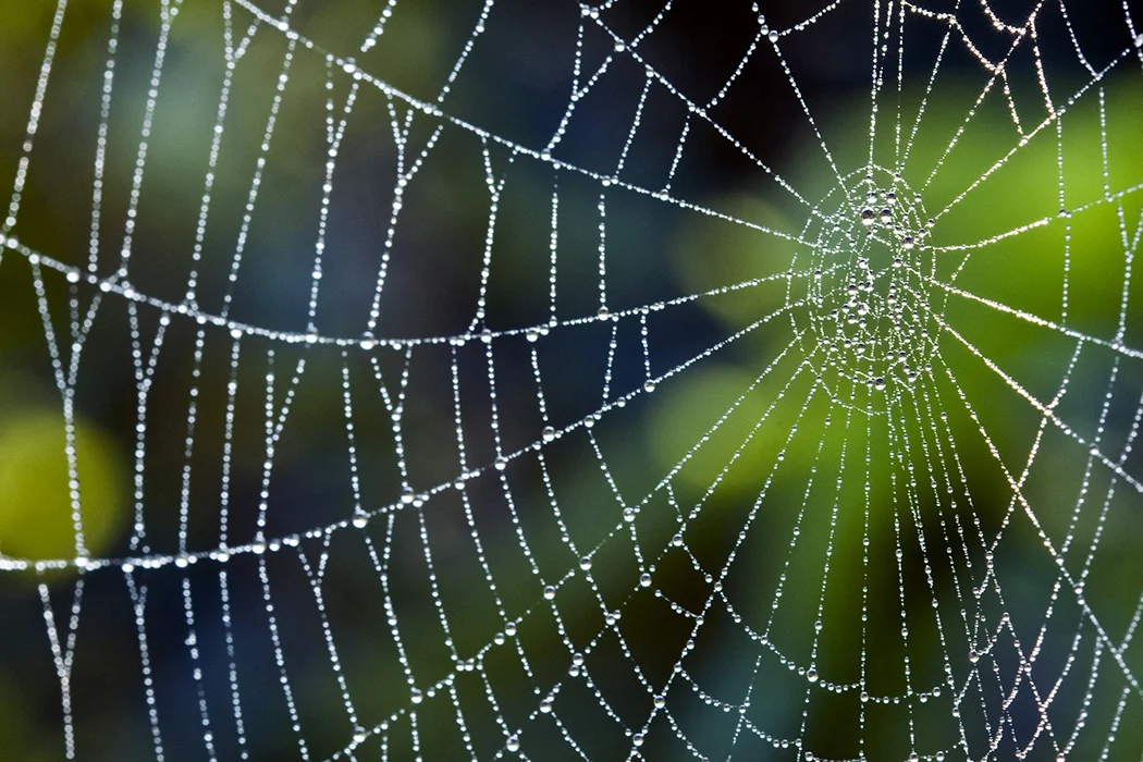 spiderweb_1050x700.jpg