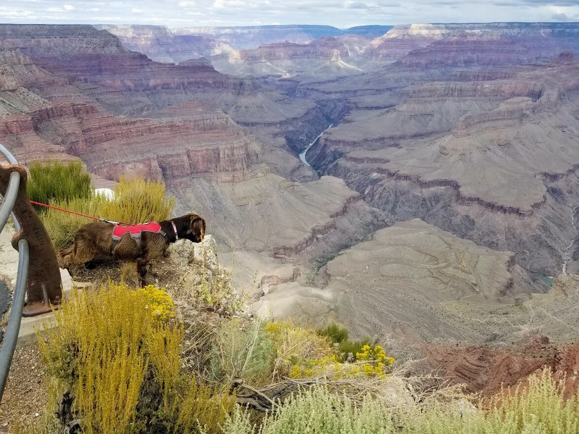 DoglookingoverCanyon.jpg