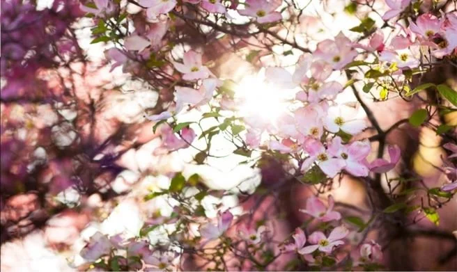 April 2026 🌸🌱Rooted in Renewal: 🌼🌿Aquamarine