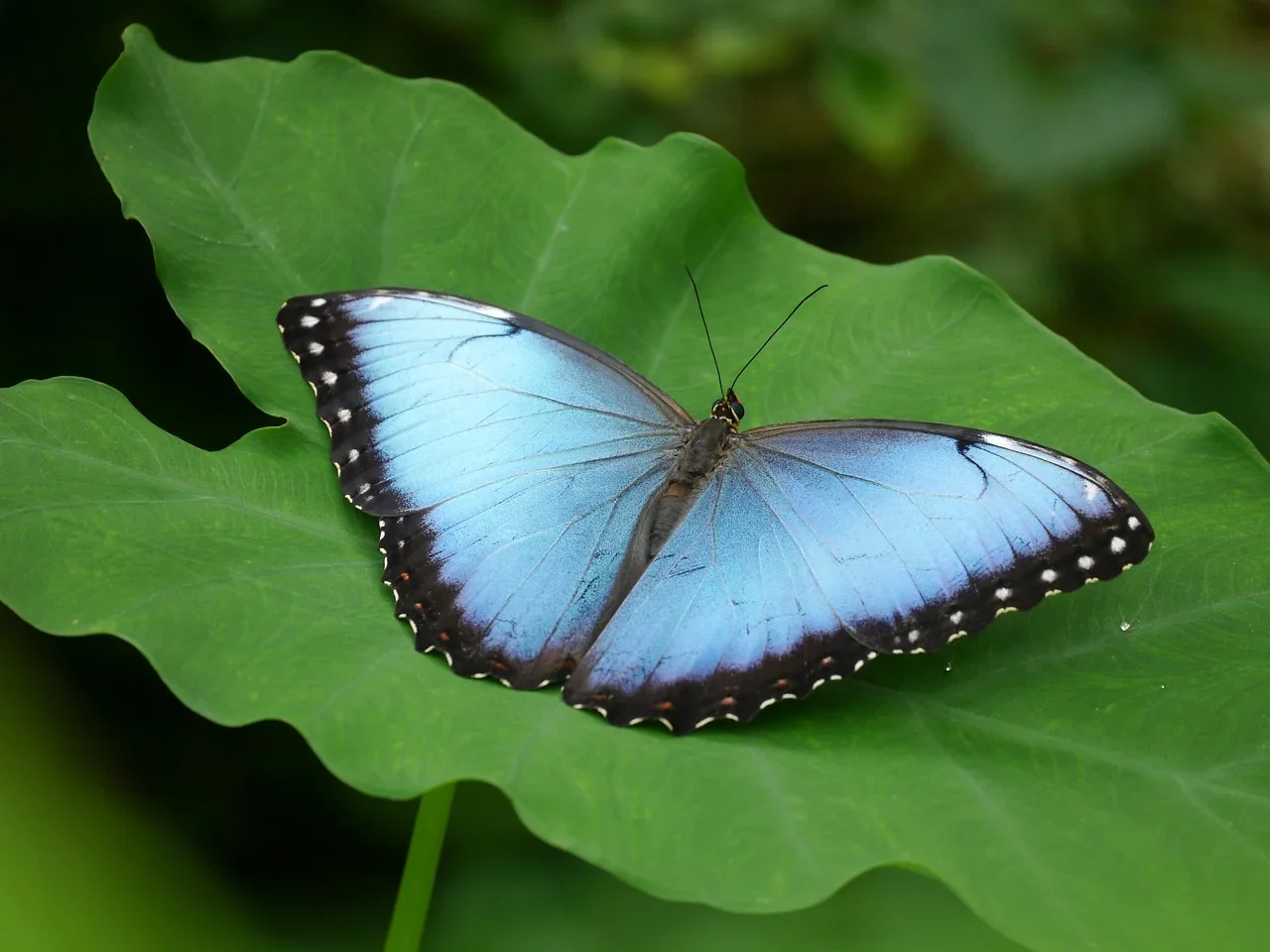 August 2026 🦋 Embracing Transformation 🦋 Malachite 🦋 August 3rd Free Zoom