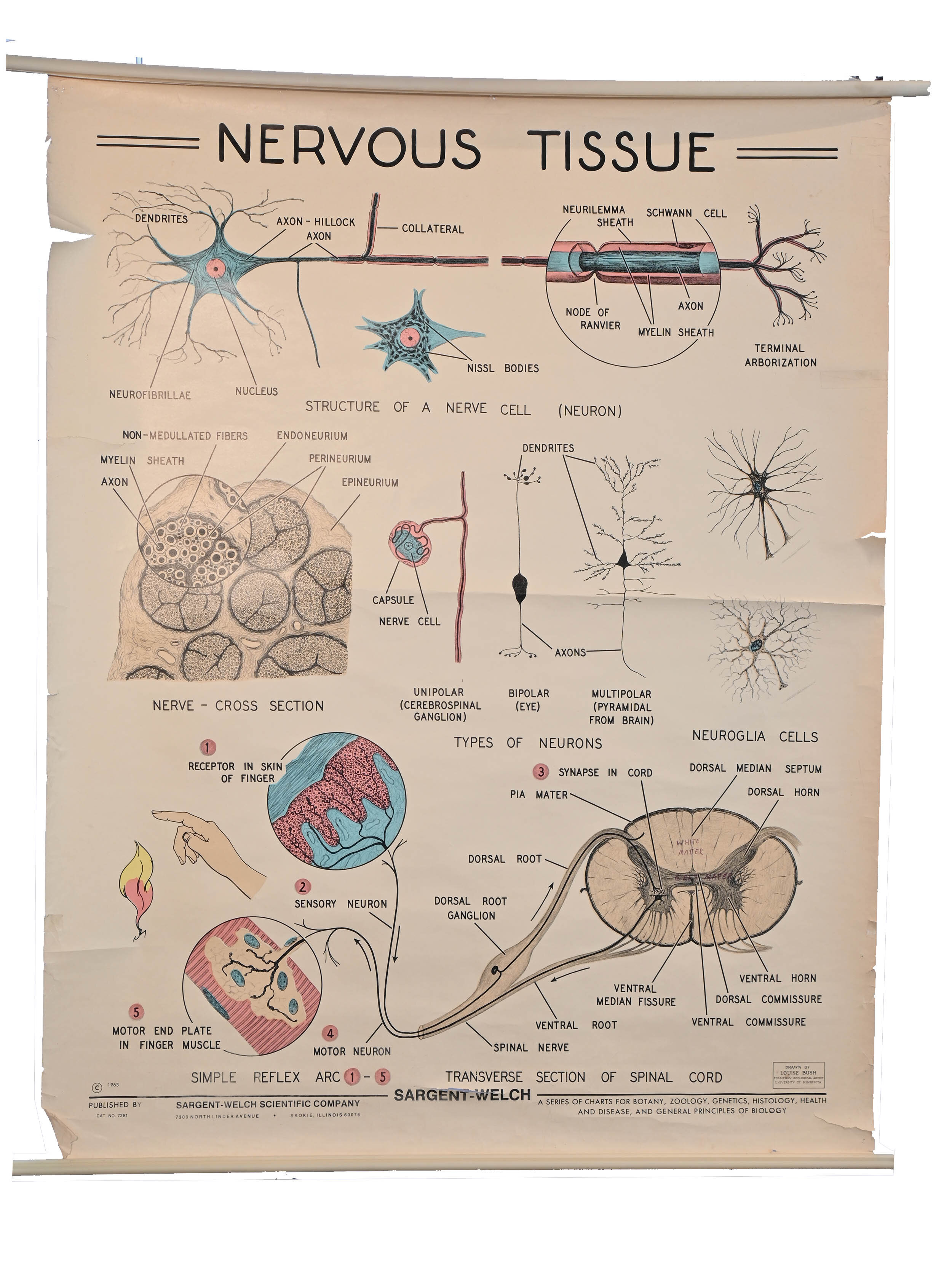 nervous-tissue-anatomical-chart