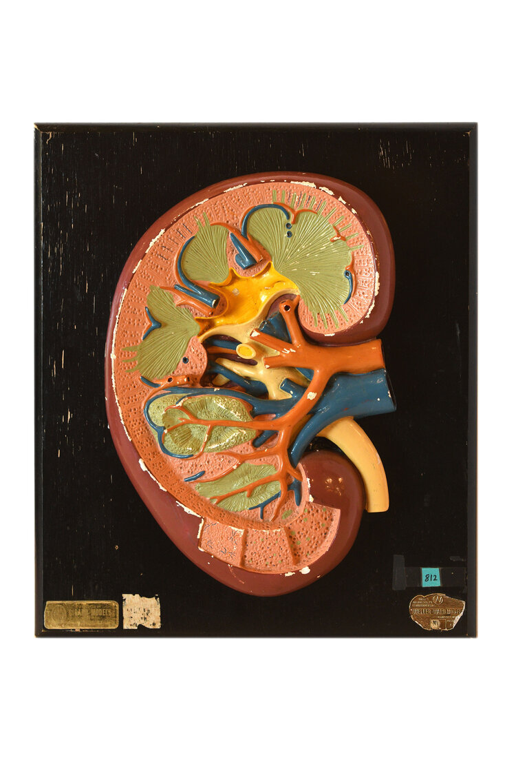 kidney-cross-section-model