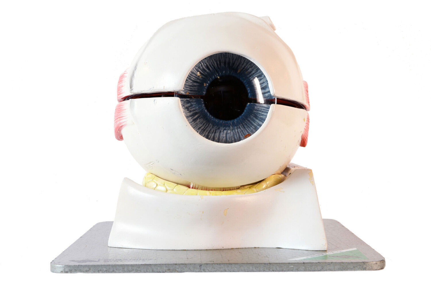 eyeball-model