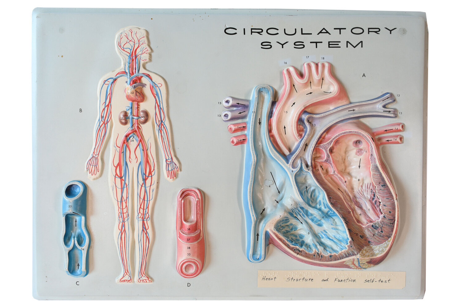 vacuform-circulatory-model