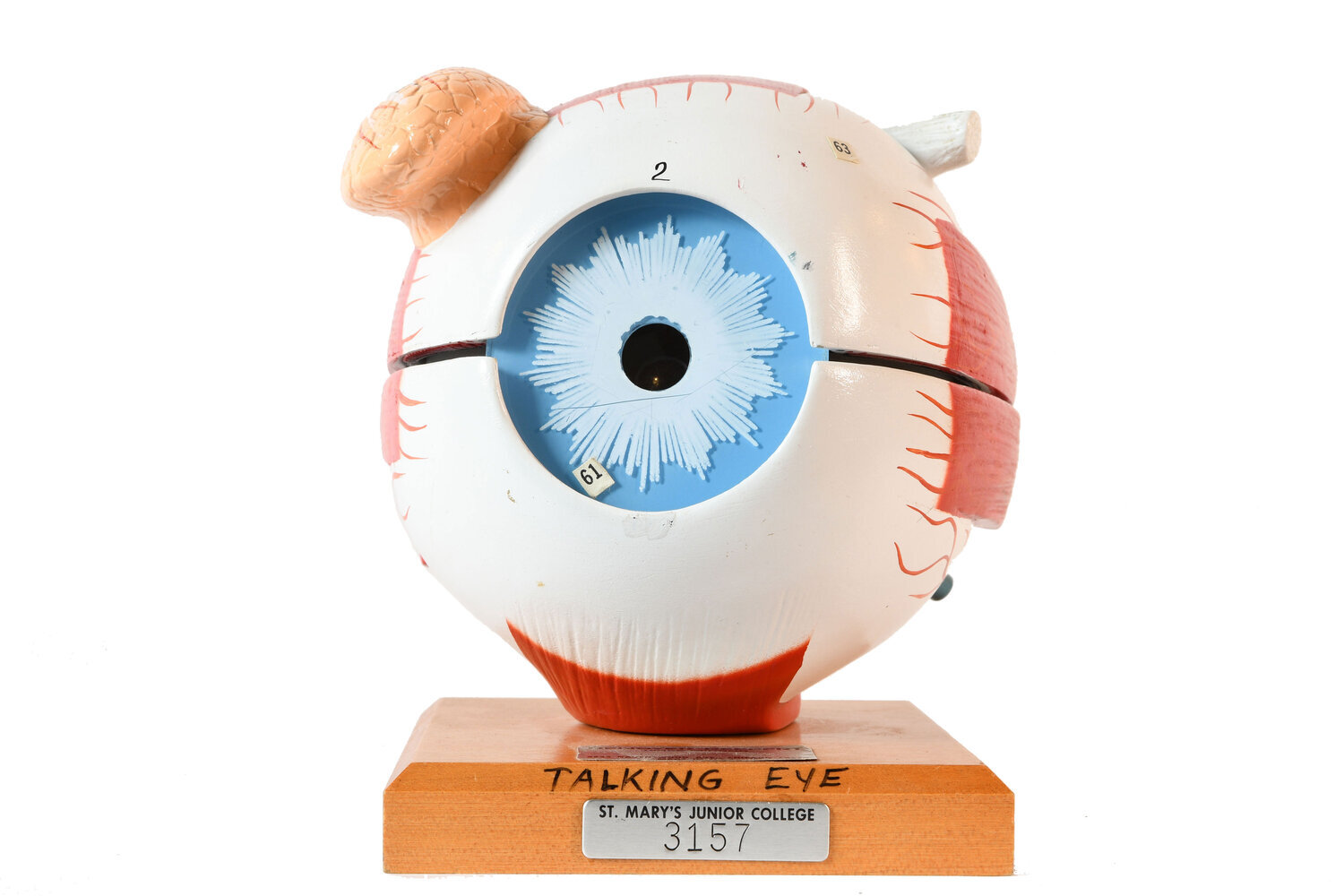 eyeball-model-b