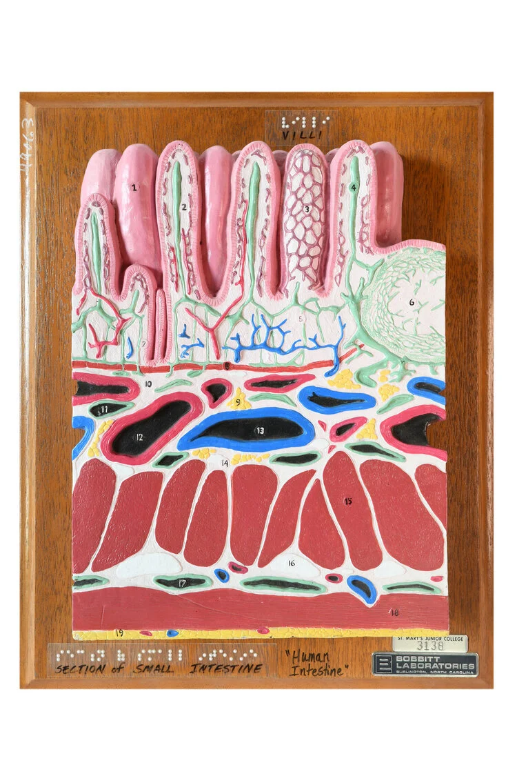 small-intestine-model-on-plaque