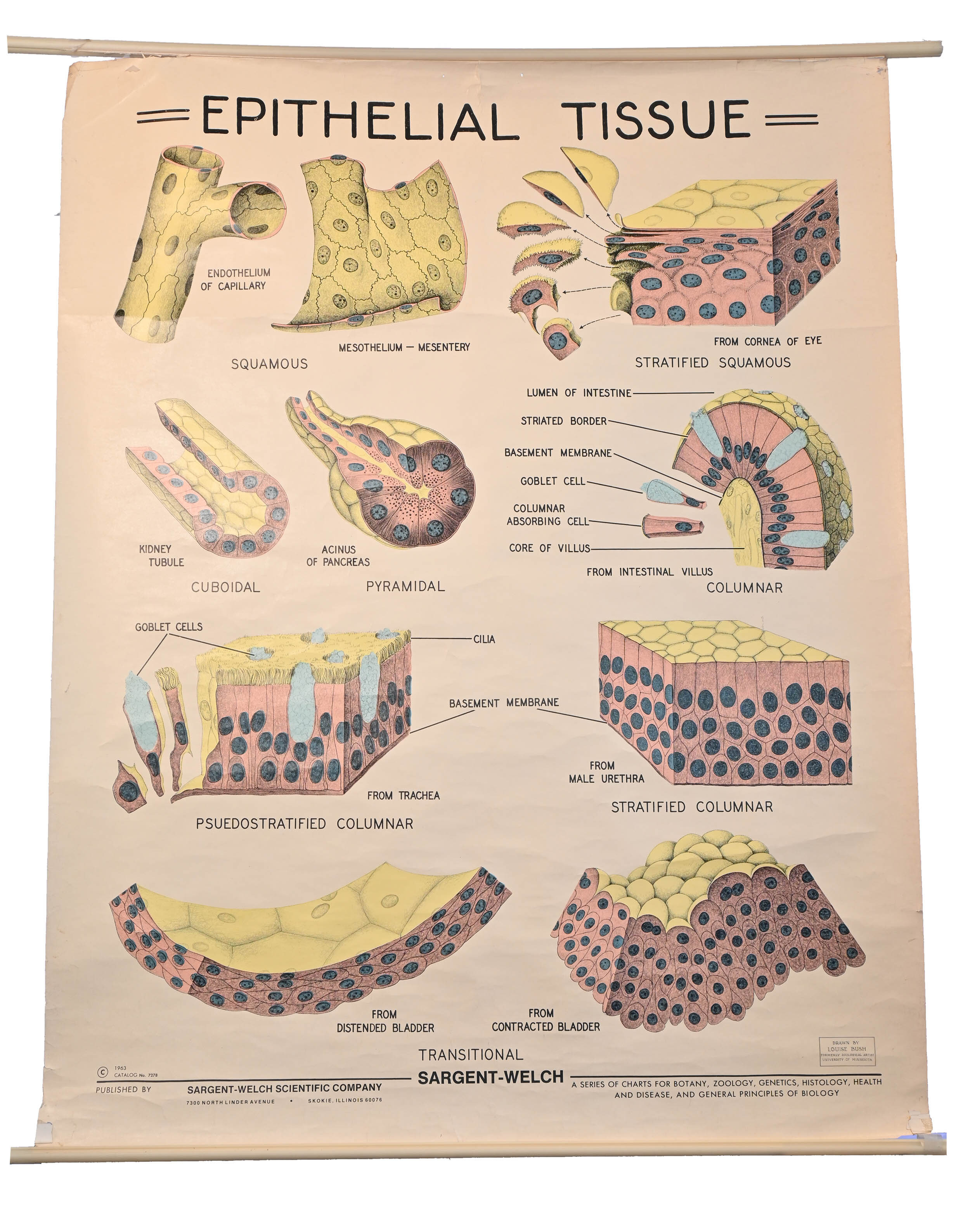epithelial-tissue-anatomical-chart