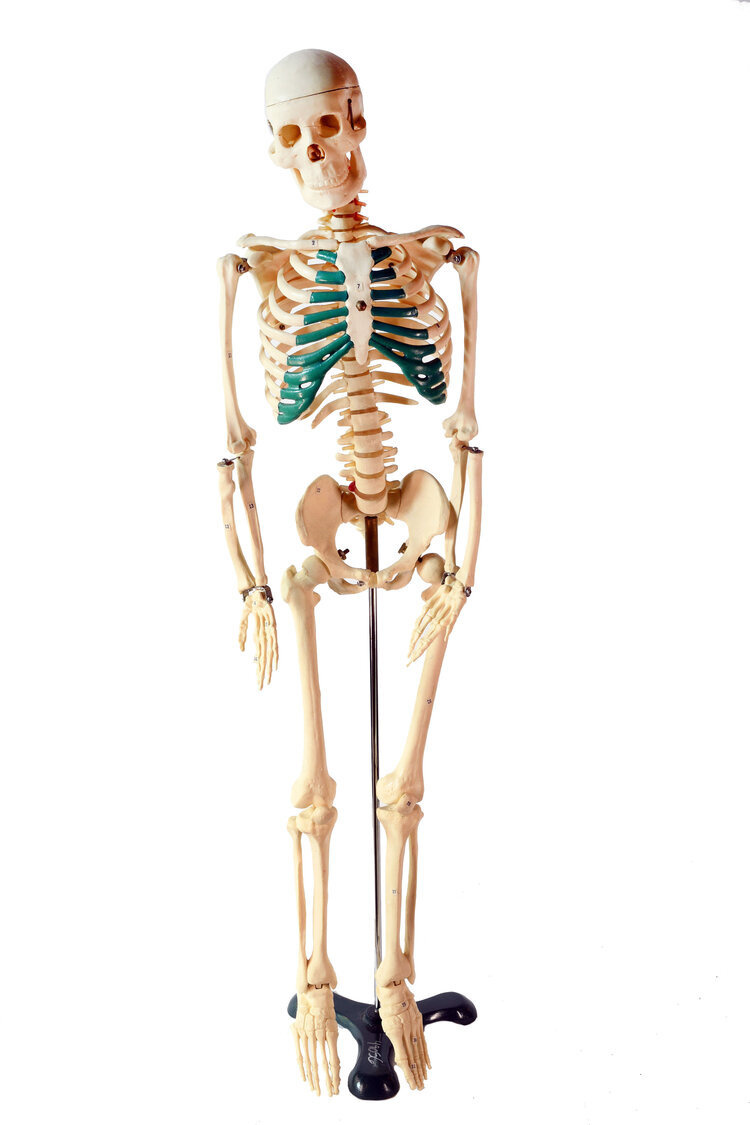 medium-skeleton