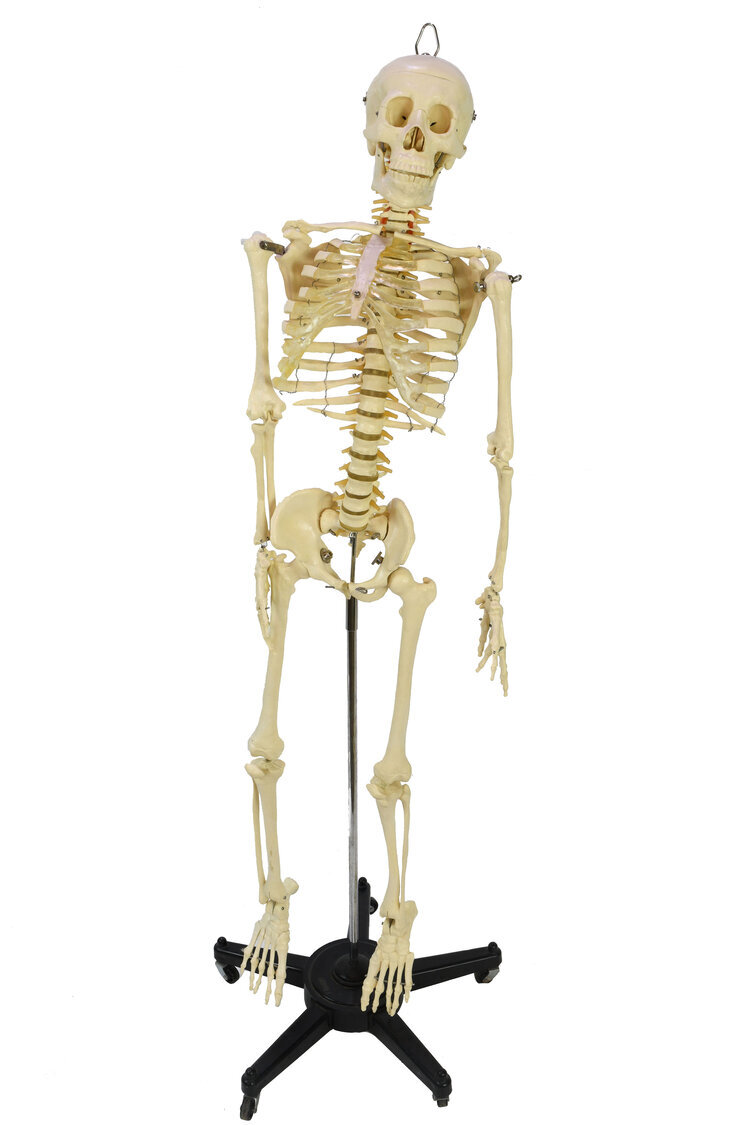 large-skeleton