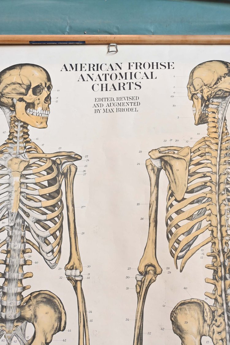 anatomical skeleton diagram
