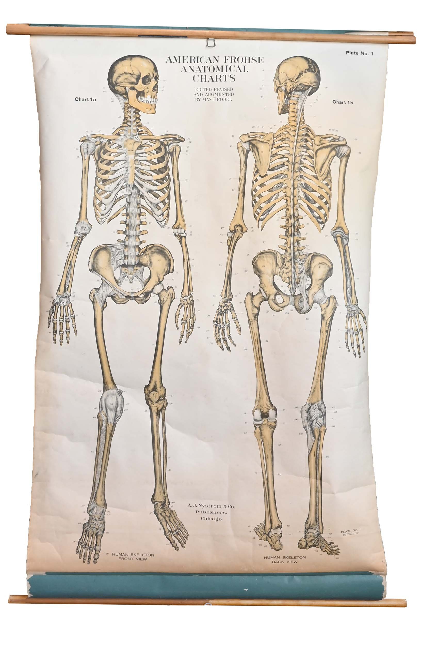 skeletal anatomical chart