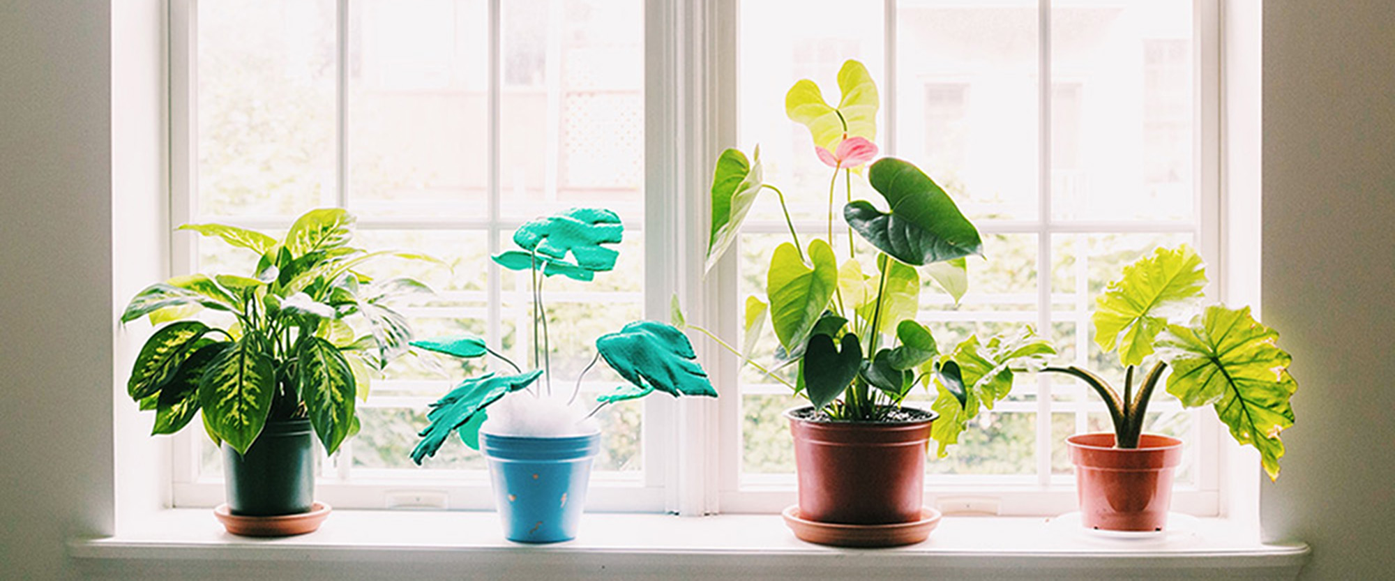 placeholder-header.jpg
