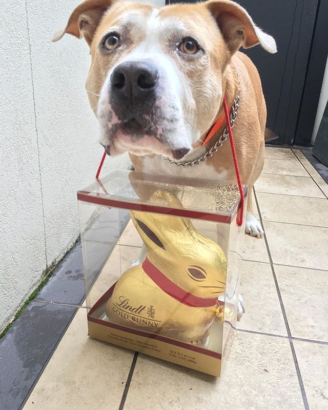 This just happened🐰🙈Easter Sunday morning Staffy love, Death by chocolate #easter #sunday #lovehim #puppylove #chocolate #family #nodiet #strength #needtottrain