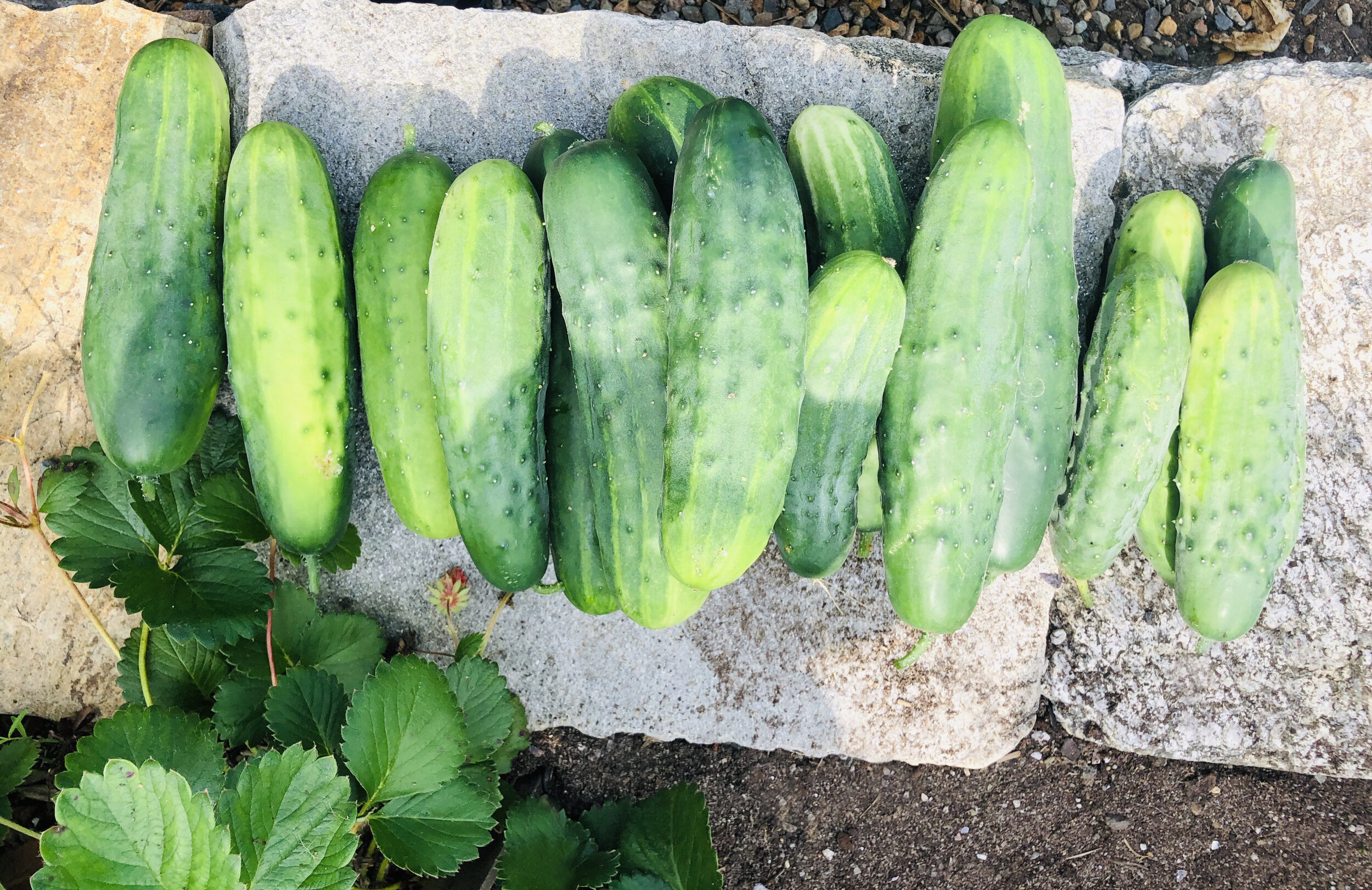 Cucumbers.jpg
