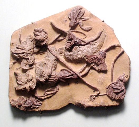 Crinoid fossils from the early Carboniferous. Found in Iowa.