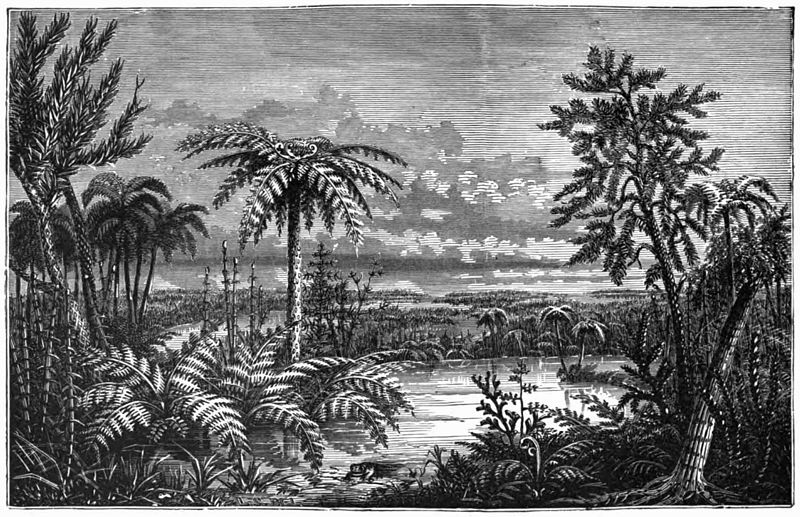 An illustration of the Carboniferous landscape. "Carboniferous Pteridophyta (After Dana)" from the 1896 edition of Underwood's Native Ferns and their Allies .